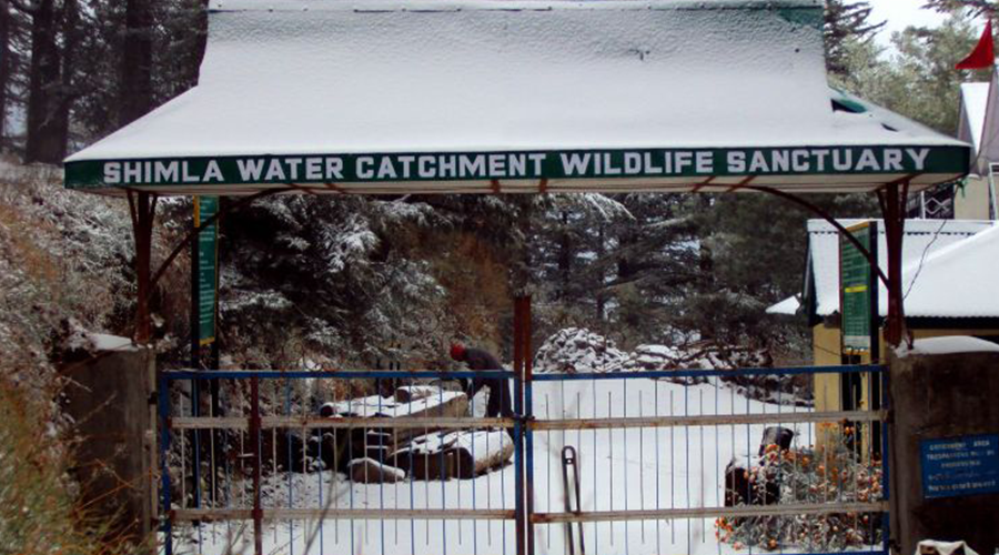 Shimla Water Catchment Wildlife Sanctuary, Himachal Pradesh